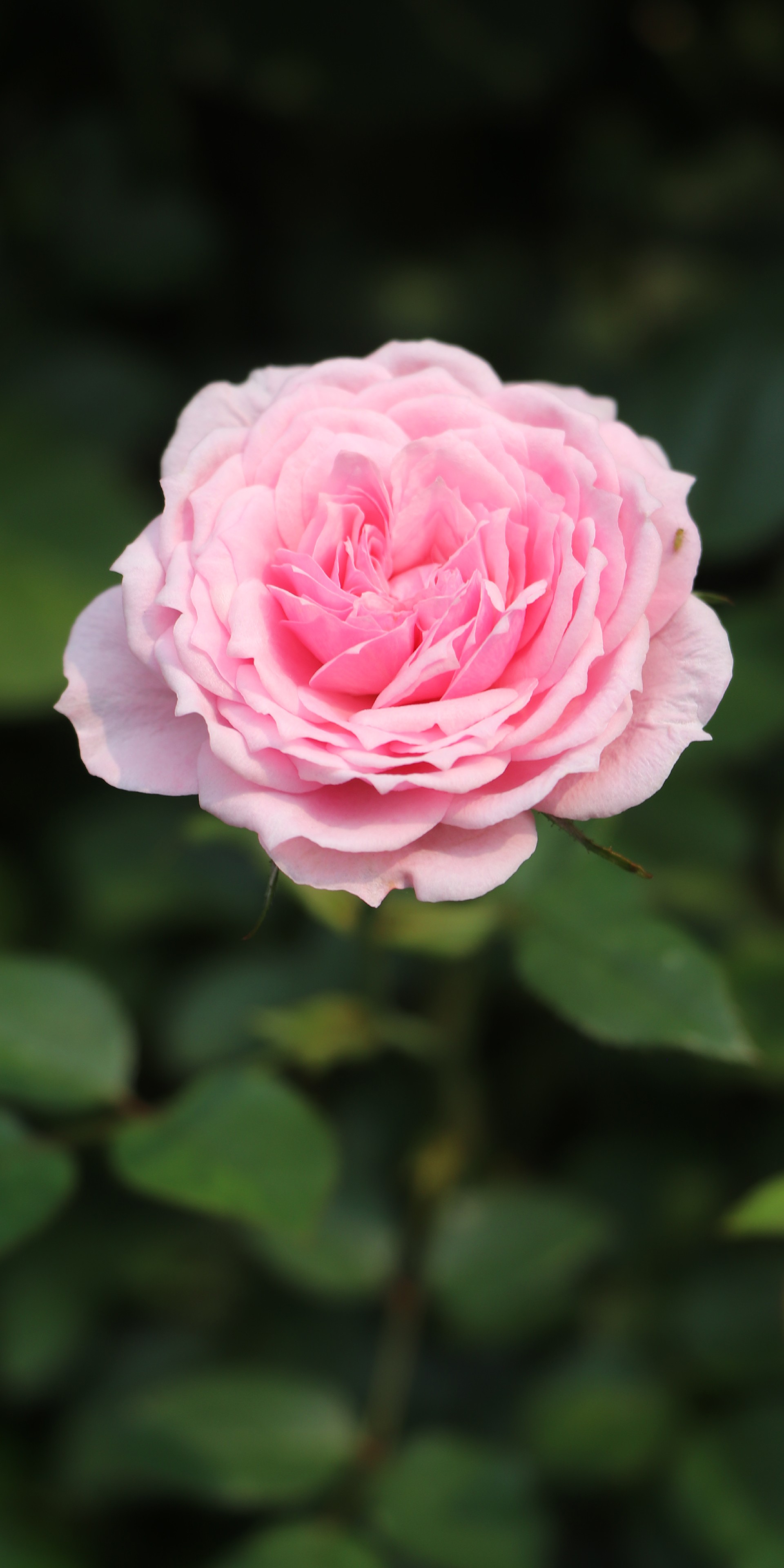 IMG_3482 拷贝.jpg